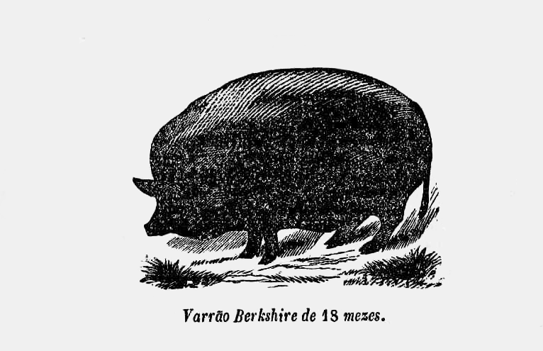 Buffon degeneration project image